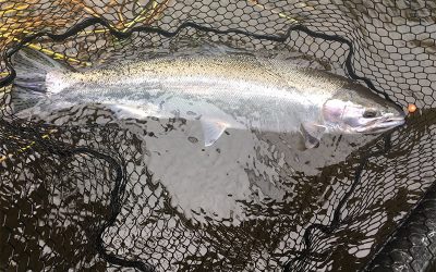 5 Flies for Fishing in Oregon Rivers May 2020